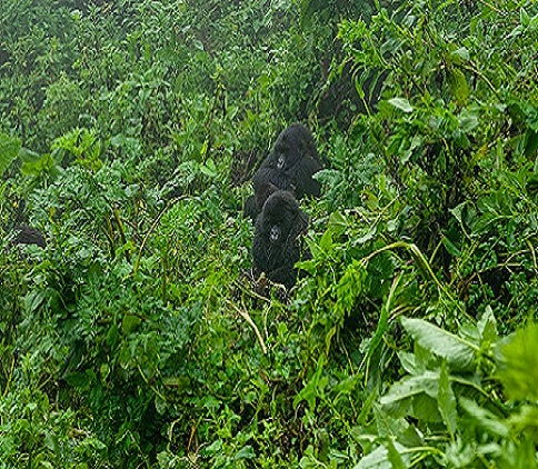 7 Days Rwanda Nature Primate Trekking & Wildlife safaris-Tours, 7 days gorilla trekking tour covid,Best time to go gorilla trekking